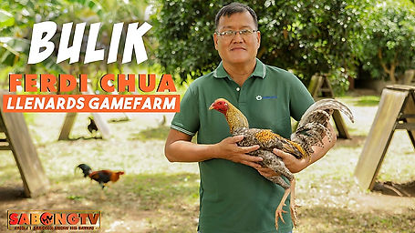 Doc Jun at Mga LDT Bulik ni Ferdi Chua of Llenard's Gamefarm October 2, 2022